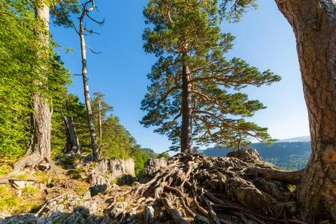 A relict pine tree grows on the edge of the mountain plateau in mountain Stock-Fotos