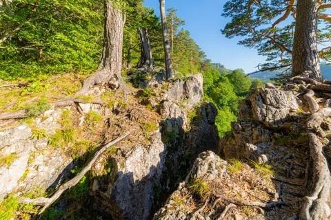 A relict pine tree grows on the edge of the mountain plateau in mountain Stock Photos