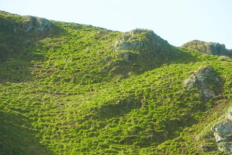 Relief and texture of stone with patterns and moss. Stock Photos
