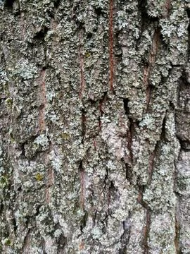 Relief bark of an old tree covered with lichen Stock Photos