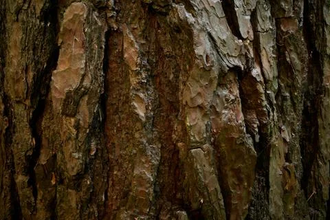 Relief bark of pine tree. Rough surface of age wood trunk. Close up image Stock Photos