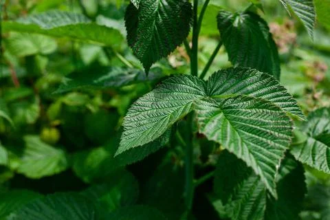 Relief leaves of raspberry. Shallow depth of field. raspberry bush in garden Stock Photos