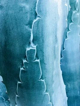 Relief Pattern On Agave Leaves Stock Photos