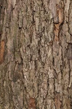 Relief texture background of tree bark Stock Photos