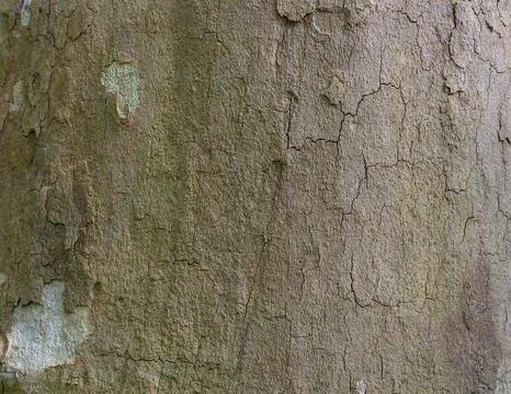Relief texture of the bark. Panoramic texture photo. Stock Photos