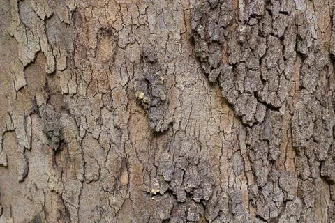 Relief texture of the bark. Panoramic texture photo. Stock Photos