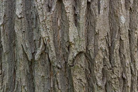 Relief texture of the bark. Panoramic texture photo. Stock Photos