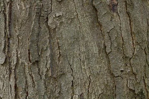 Relief texture of the bark. Panoramic texture photo. Stock Photos