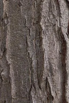 Relief texture of the bark. Panoramic texture photo. Stock Photos