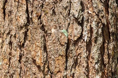Relief texture bark of tree with moss macro Stock-Fotos