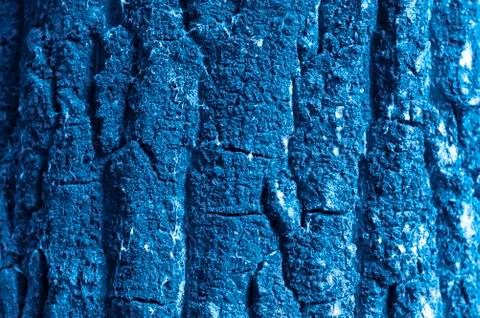 Relief texture of the bark of a tree. Trendy color of the year 2020. Stock Photos