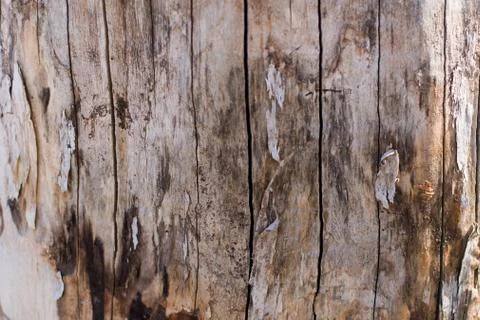 Relief texture of the brown bark of a tree with green moss on it. Horizontal  스톡 사진