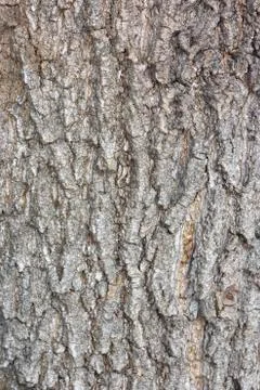 The relief texture of the brown bark of the tree in outgrowths and cracks close Stock Photos