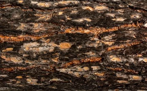The relief texture of the brown bark of the tree in outgrowths and cracks close Stock Photos