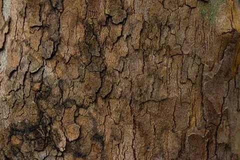 Relief texture of the brown bark of a tree Stock Photos