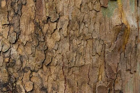 Relief texture of the brown bark of a tree Stock-Fotos