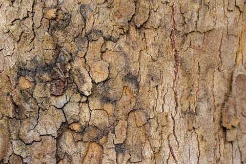 Relief texture of the brown bark of a tree Stock Photos