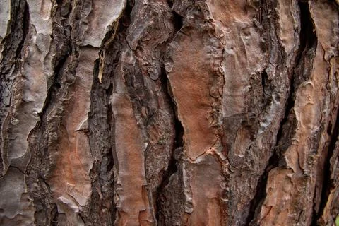 Relief texture of the brown bark of a tree Foto stock