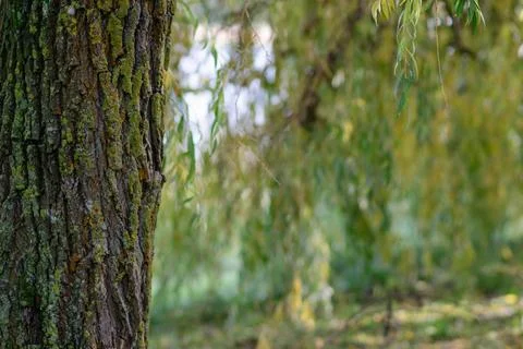 Relief texture of the brown bark of a tree with green moss and lichen on it Stock Photos