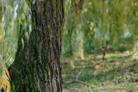 Relief texture of the brown bark of a tree with green moss and lichen on it Stock-Fotos