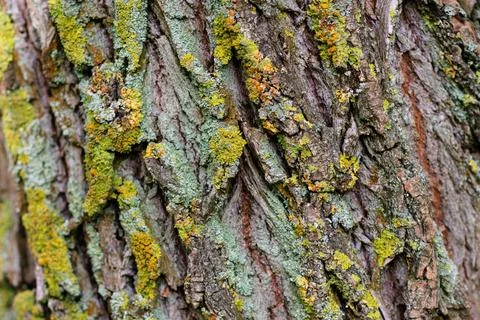 Relief texture of the brown bark of a tree with green moss and lichen on it Stock Photos