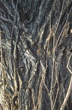 Relief texture of the brown bark of a tree .Tree bark texture. Relief creat.. Stock Photos