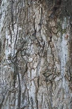 Relief texture of the brown bark of a tree .Tree bark texture. Relief creat.. Stock Photos