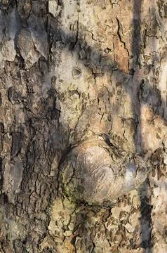 Relief texture of the brown bark of a tree .Tree bark texture. Relief creat.. Stock Photos