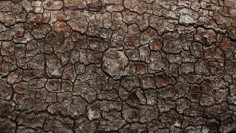 Relief texture of the brown bark of a tree with green moss. Relief creative.. Stock Photos