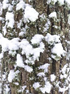 Relief texture of brown tree bark covered with moss and snow. Photo of the te Stock Photos