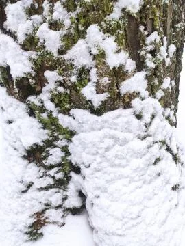 Relief texture of brown tree bark covered with moss and snow. Photo of the te Stock Photos