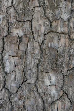 Relief texture or background of bark of Pine tree Stock Photos