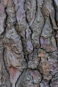 Relief texture or background of bark of Pine tree Stock Photos