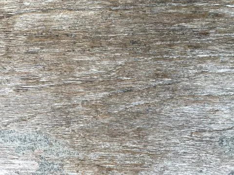 The relief texture of the tree bark is gray brown Stock Photos