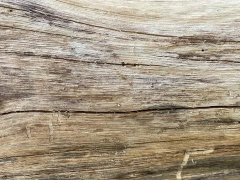 The relief texture of the tree bark is gray brown Stock Photos