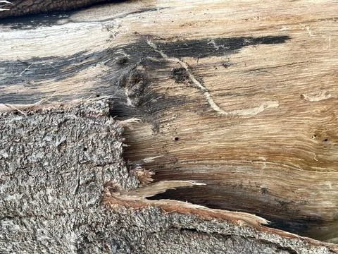 The relief texture of the tree bark is gray brown Stock Photos