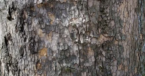 Relief texture of tree bark. Panoramic photo. old tree bark texture Stock Photos