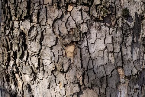 Relief texture of tree bark. Panoramic photo. old tree bark texture Stock Photos