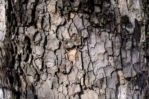 Relief texture of tree bark. Panoramic photo. old tree bark texture Stock Photos