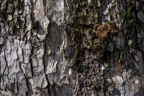 Relief texture of tree bark. Panoramic photo. old tree bark texture Stock Photos