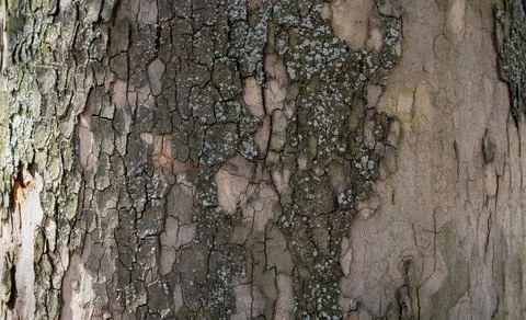 Relief texture of tree bark. Panoramic photo. old tree bark texture Stock Photos