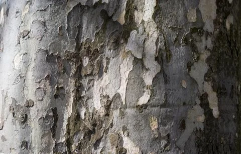 Relief texture of tree bark. Panoramic photo. old tree bark Stock Photos