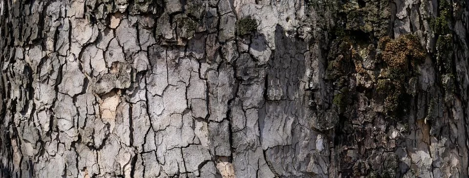 Relief texture of tree bark. Panoramic photo. old tree bark texture Stock Photos
