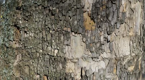 Relief texture of tree bark. Panoramic photo. old tree bark texture Stock Photos
