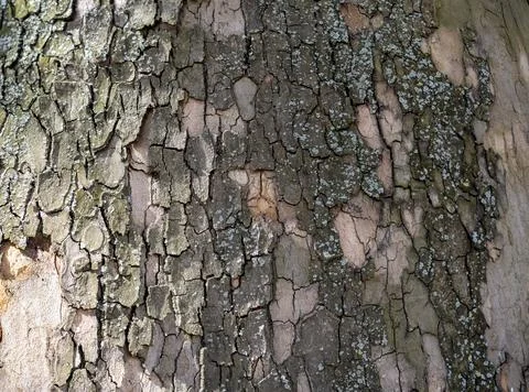 Relief texture of tree bark. Panoramic photo. old tree bark texture Stock Photos