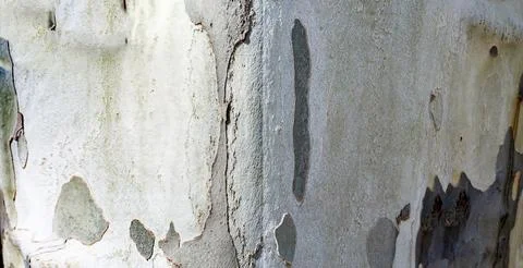 Relief texture of tree bark. Panoramic photo. old tree bark texture Stock Photos