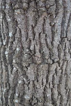 Relief texture of the tree trunk bark Stock Photos