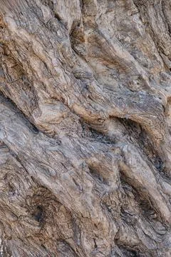 Relief texture of the tree trunk bark Stock Photos