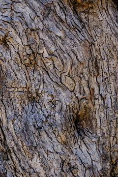 Relief texture of the tree trunk bark Stock Photos