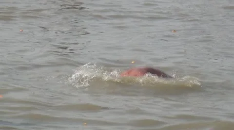 Religious Bathing At Kumbh Mela Stock Footage 46511118